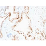 Immunohistochemistry - Anti-p27 KIP 1 Antibody [SPM348] (A248095) - Antibodies.com