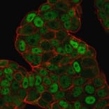 Immunofluorescence - Anti-p27 KIP 1 Antibody [SPM348] (A248094) - Antibodies.com