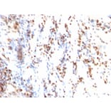 Immunohistochemistry - Anti-p27 KIP 1 Antibody [KIP1/769] (A248096) - Antibodies.com