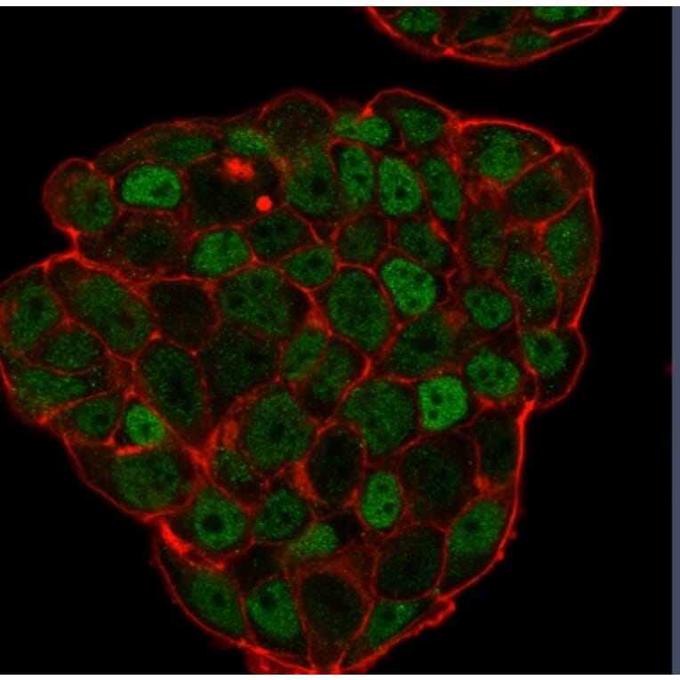 Immunofluorescence - Anti-p27 KIP 1 Antibody [KIP1/769] (A248096) - Antibodies.com