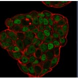 Immunofluorescence - Anti-p27 KIP 1 Antibody [KIP1/769] (A248096) - Antibodies.com