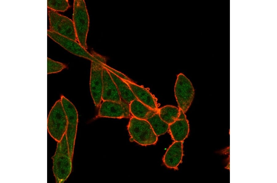Immunofluorescence - Anti-SMNDC1 Antibody [PCRP-SMNDC1-1A9] (A248099) - Antibodies.com