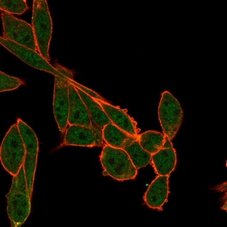 Immunofluorescence - Anti-SMNDC1 Antibody [PCRP-SMNDC1-1A9] (A248099) - Antibodies.com