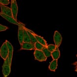 Immunofluorescence - Anti-SMNDC1 Antibody [PCRP-SMNDC1-1A9] (A248099) - Antibodies.com