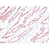 Immunohistochemistry - Anti-p57 Kip2 Antibody [KP10] (A248099) - Antibodies.com