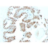 Immunohistochemistry - Anti-p57 Kip2 Antibody [SPM308] (A248100) - Antibodies.com