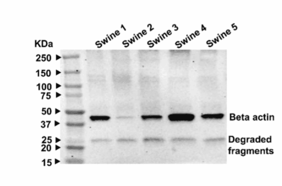 Validation Data - Anti-beta III Tubulin Antibody [TUBB3/3731] (A248107)