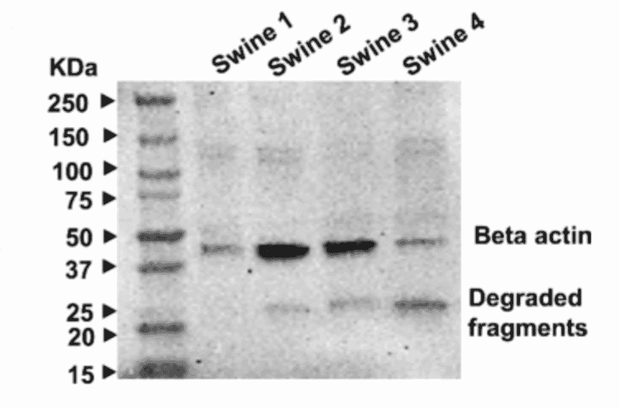 Western Blot - Anti-beta III Tubulin antibody - Antibodies.com