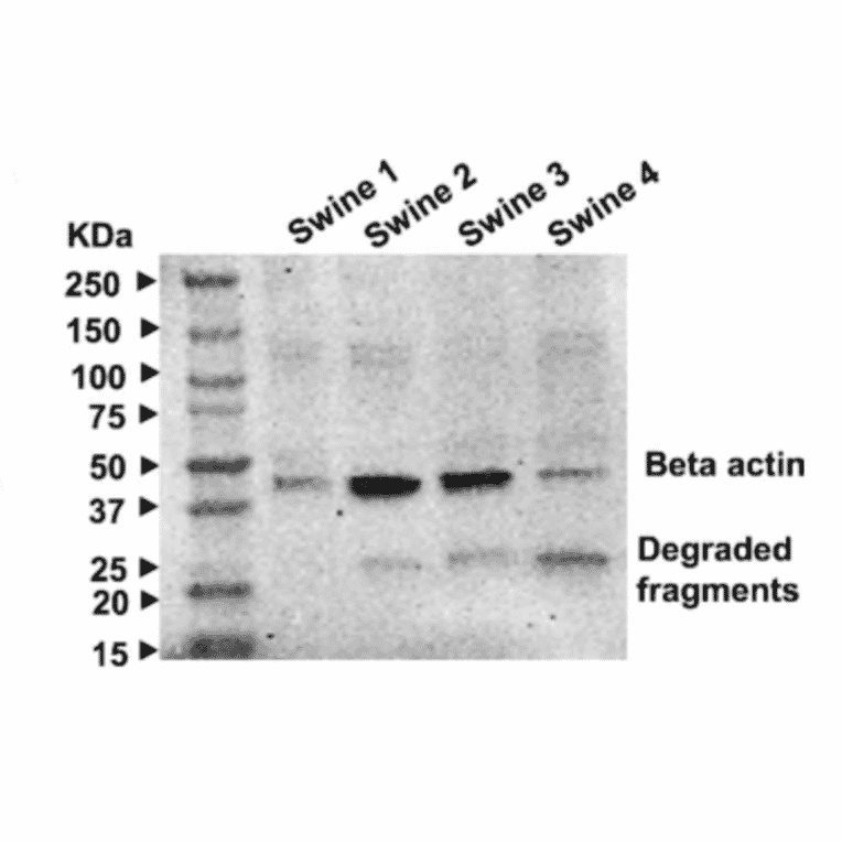 Western Blot - Anti-beta III Tubulin antibody - Antibodies.com