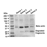Western Blot - Anti-beta III Tubulin antibody - Antibodies.com