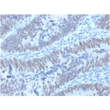 Immunohistochemistry - Anti-CDX2 Antibody [PCRP-CDX2-1A3] (A248112) - Antibodies.com