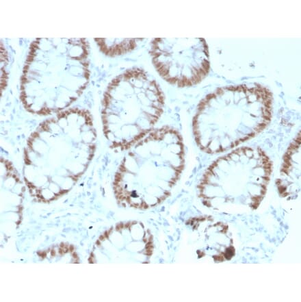 Immunohistochemistry - Anti-CDX2 Antibody [rCDX2/1690] (A248114) - Antibodies.com