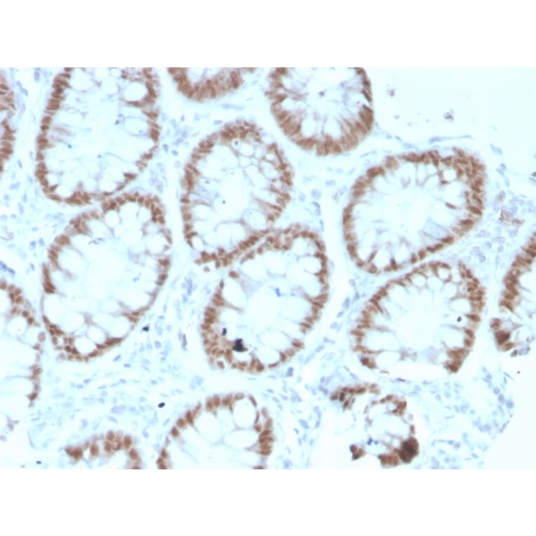 Immunohistochemistry - Anti-CDX2 Antibody [rCDX2/1690] (A248114) - Antibodies.com