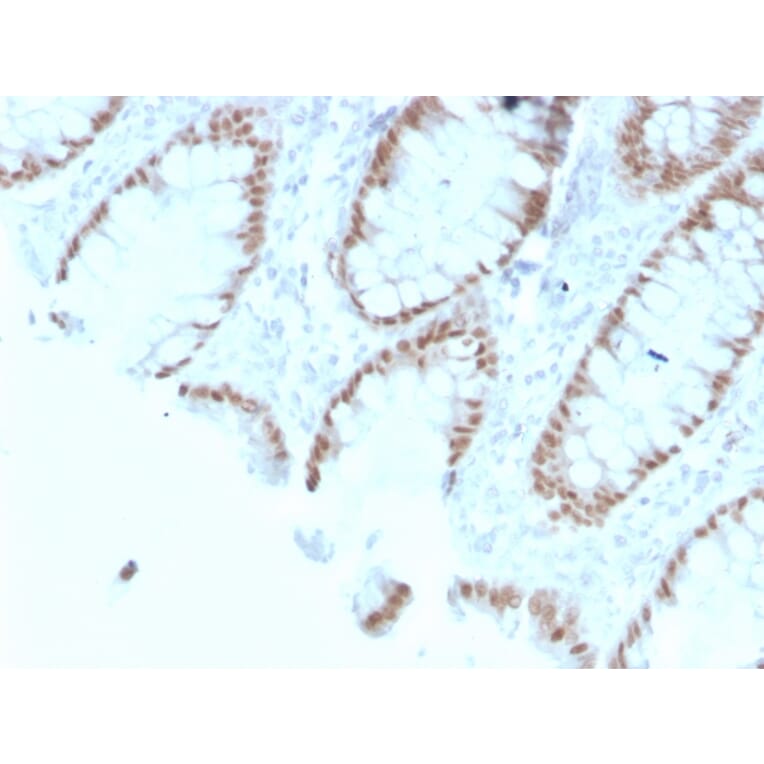 Immunohistochemistry - Anti-CDX2 Antibody [rCDX2/1690] (A248113) - Antibodies.com