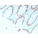 Immunohistochemistry - Anti-CDX2 Antibody [rCDX2/1690] (A248113) - Antibodies.com