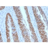 Immunohistochemistry - Anti-CDX2 Antibody [CDX2/2951R] (A248115) - Antibodies.com