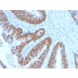 Immunohistochemistry - Anti-CDX2 Antibody [CDX2/2951R] (A248114) - Antibodies.com