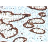Immunohistochemistry - Anti-CDX2 Antibody [CDX2/4394R] (A248116) - Antibodies.com