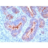Immunohistochemistry - Anti-Carcinoembryonic Antigen Antibody [C66/195] (A248127) - Antibodies.com