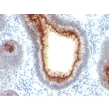 Immunohistochemistry - Anti-Carcinoembryonic Antigen Antibody [C66/1009] (A248134) - Antibodies.com