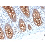 Immunohistochemistry - Anti-Carcinoembryonic Antigen Antibody [C66/3707R] (A248141) - Antibodies.com