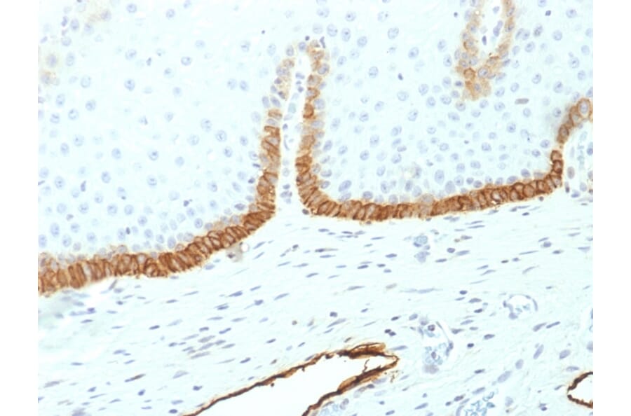 Immunohistochemistry - Anti-Podocalyxin Antibody [PDPN/1433] (A248148) - Antibodies.com