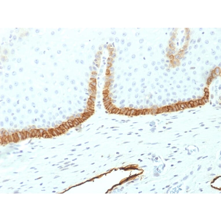 Immunohistochemistry - Anti-Podocalyxin Antibody [PDPN/1433] (A248148) - Antibodies.com