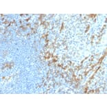Immunohistochemistry - Anti-Podocalyxin Antibody [PDPN/4009R] (A248149) - Antibodies.com