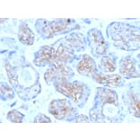 Immunohistochemistry - Anti-Periostin Antibody [POSTN/3501] (A248150) - Antibodies.com