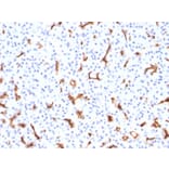 Immunohistochemistry - Anti-CFTR Antibody [CFTR/1785] (A248153) - Antibodies.com