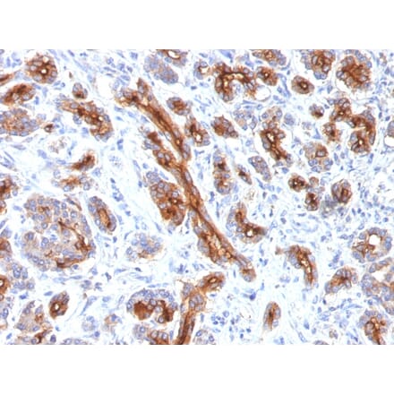 Immunohistochemistry - Anti-CFTR Antibody [CFTR/1341] (A248154) - Antibodies.com