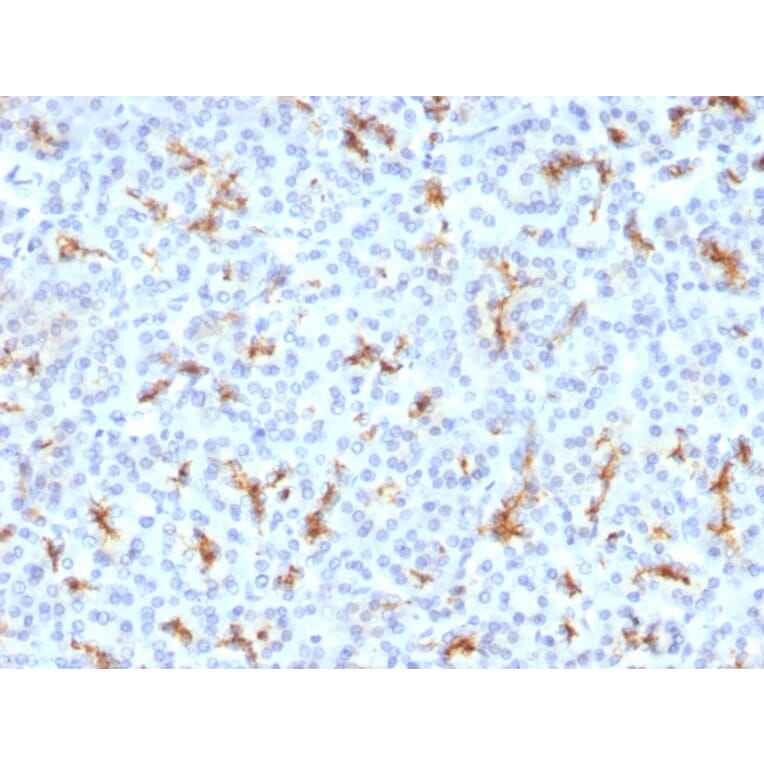 Immunohistochemistry - Anti-CFTR Antibody [CFTR/1342] (A248155) - Antibodies.com