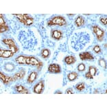 Immunohistochemistry - Anti-CFTR Antibody [CFTR/1342] (A248156) - Antibodies.com