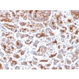 Immunohistochemistry - Anti-CFTR Antibody [SPM176] (A248156) - Antibodies.com