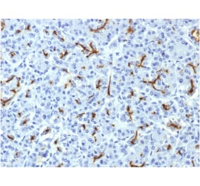 Immunohistochemistry - Anti-CFTR Antibody [CFTR/1643] (A248158) - Antibodies.com