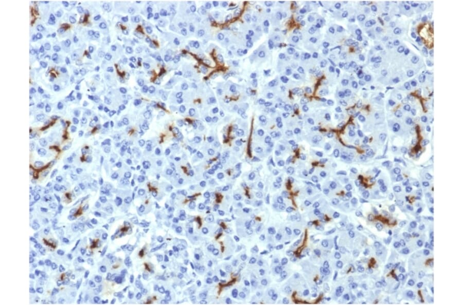 Immunohistochemistry - Anti-CFTR Antibody [CFTR/1643] (A248158) - Antibodies.com