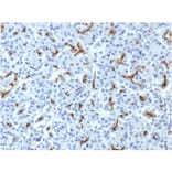 Immunohistochemistry - Anti-CFTR Antibody [CFTR/1643] (A248158) - Antibodies.com