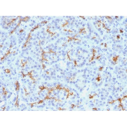 Immunohistochemistry - Anti-CFTR Antibody [M3A7] (A248158) - Antibodies.com