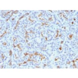 Immunohistochemistry - Anti-CFTR Antibody [M3A7] (A248158) - Antibodies.com