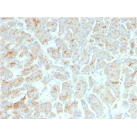 Immunohistochemistry - Anti-CFTR Antibody [rCFTR/1342] (A248159) - Antibodies.com