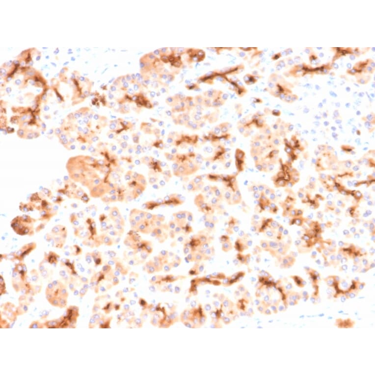 Immunohistochemistry - Anti-CFTR Antibody [CFTR/2290R] (A248161) - Antibodies.com