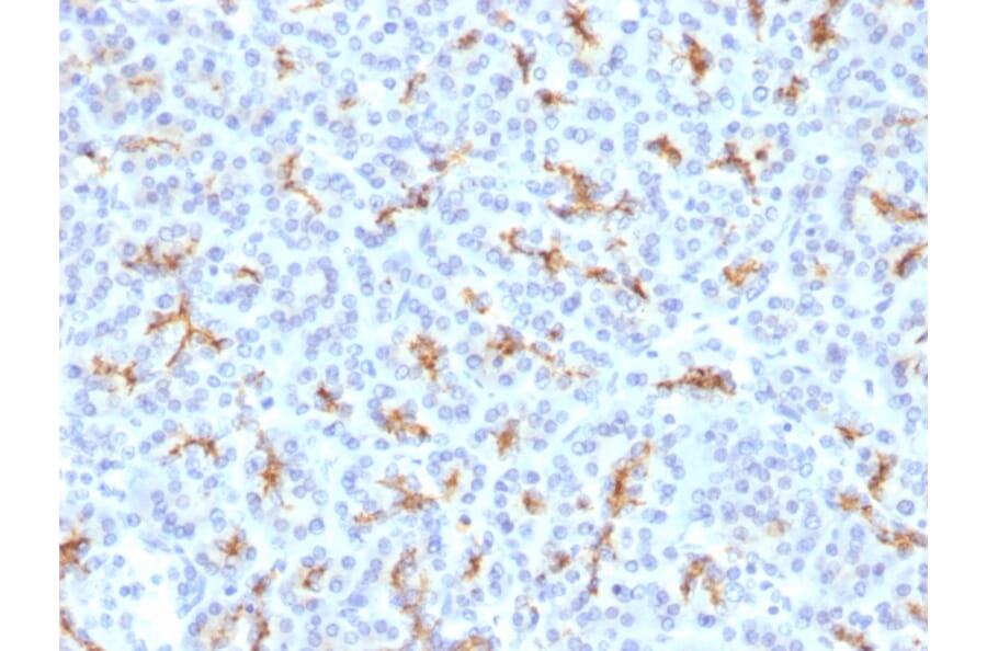 Immunohistochemistry - Anti-CFTR Antibody (A248162) - Antibodies.com