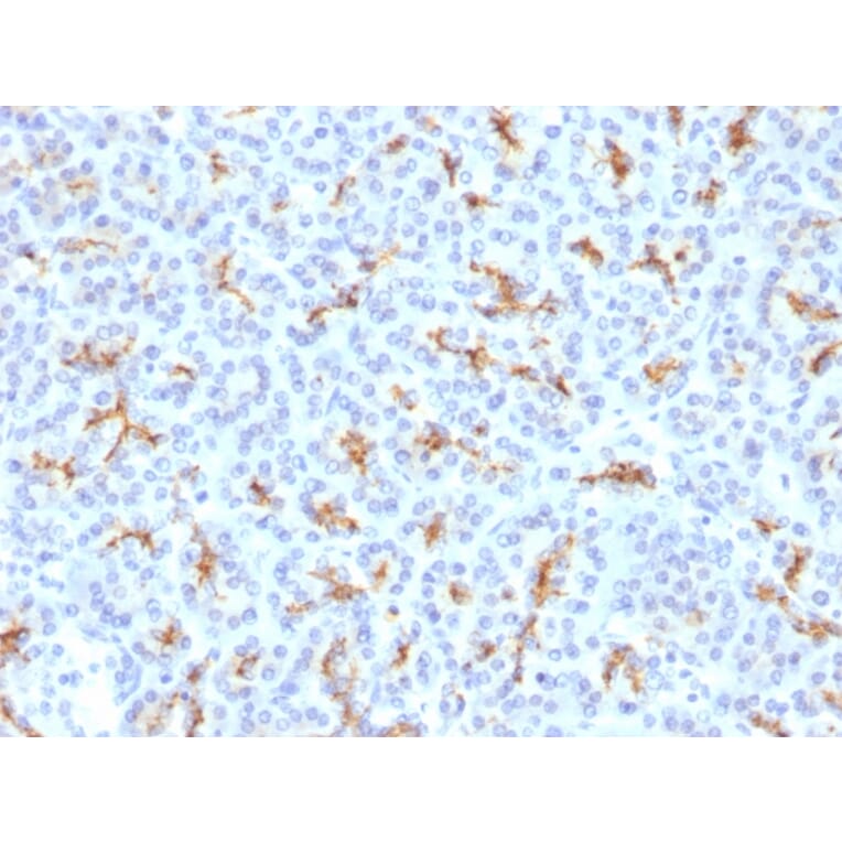 Immunohistochemistry - Anti-CFTR Antibody (A248162) - Antibodies.com