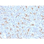 Immunohistochemistry - Anti-CFTR Antibody (A248162) - Antibodies.com