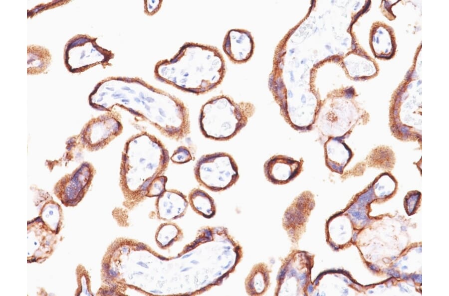 Immunohistochemistry - Anti-HCG alpha Antibody [HCGa/53] (A248163) - Antibodies.com