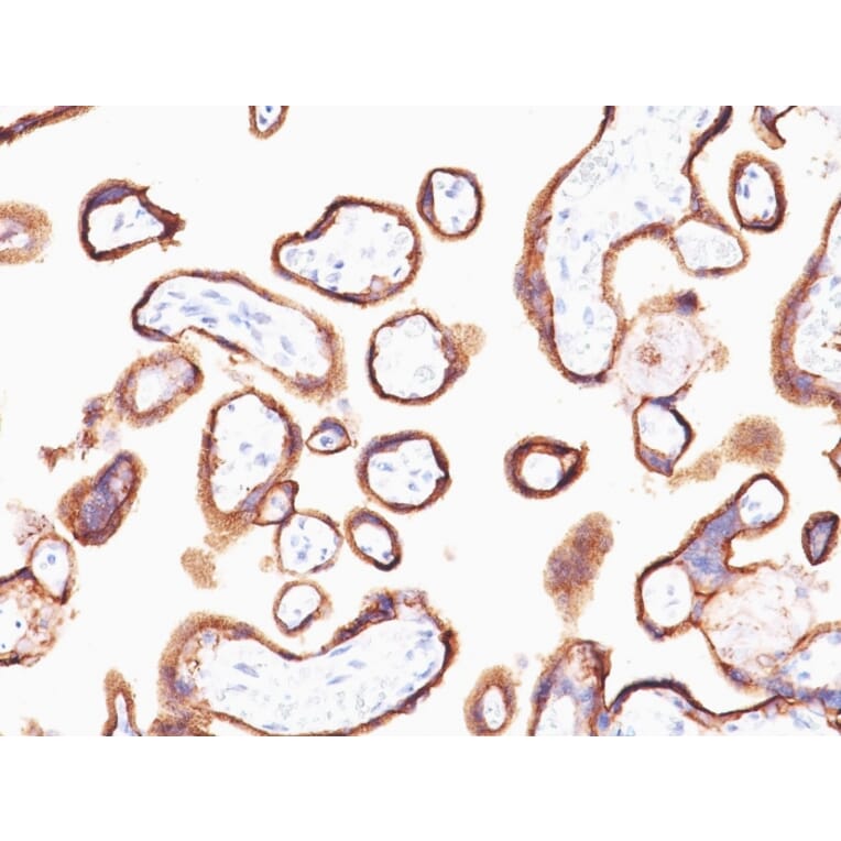 Immunohistochemistry - Anti-HCG alpha Antibody [HCGa/53] (A248163) - Antibodies.com