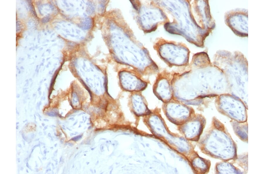 Immunohistochemistry - Anti-HCG alpha Antibody [SPM552] (A248164) - Antibodies.com