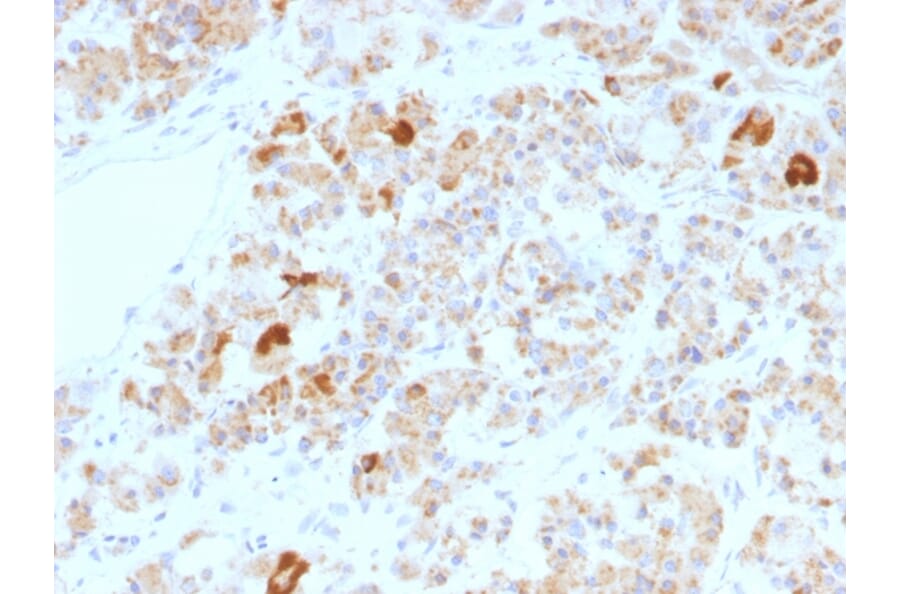 Immunohistochemistry - Anti-Luteinizing Hormone alpha Antibody [LHa/756] (A248165) - Antibodies.com