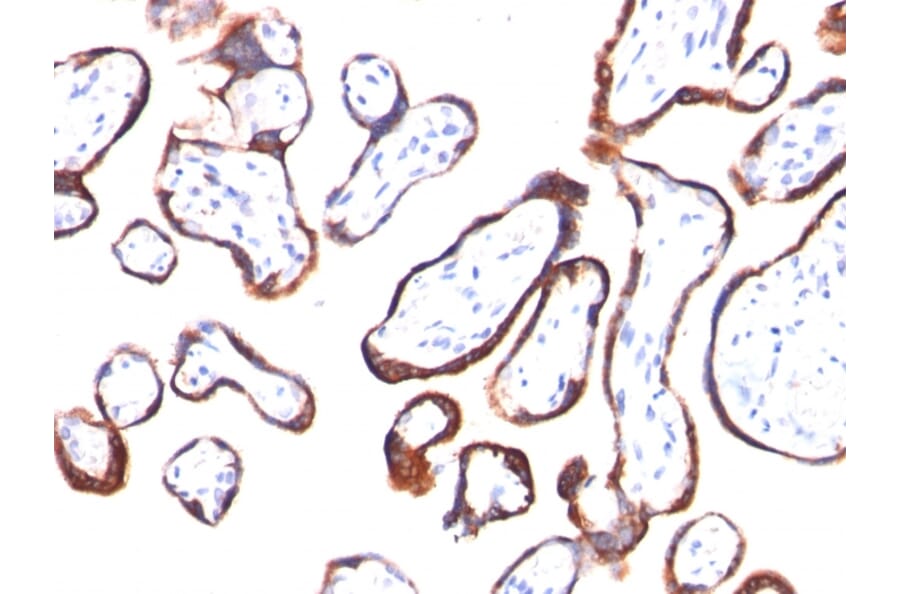 Immunohistochemistry - Anti-HCG beta Antibody [HCGb/54] (A248166) - Antibodies.com