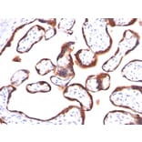 Immunohistochemistry - Anti-HCG beta Antibody [HCGb/459] (A248168) - Antibodies.com